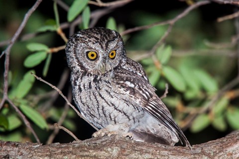Whiskered Screech-Owl Otus trichopsis Madera Canyon, Santa Cruz County, Arizona, United States 17