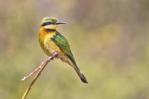 Little Bee-eater (Merops pusillus) perched on a branch, Chobe, Botswana