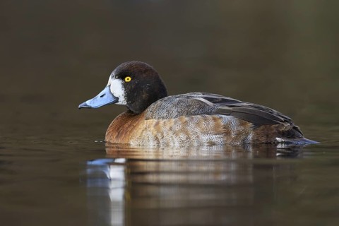Greater Scaup (Aythya marila) female, British Columbia, Canada