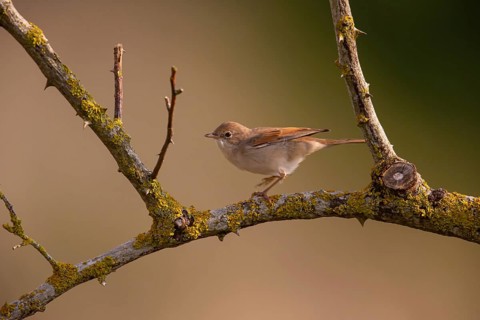 Common whitethroat (Sylvia communis) Germany