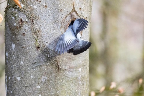 Stock Dove (Columba oenas) at Black Woodpecker Cave Germany