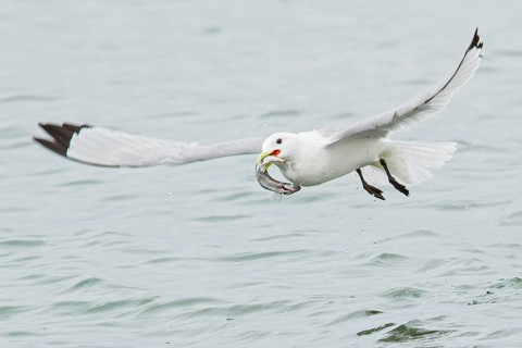 Black-legged Kittiwake (Rissa tridactyla) feeding in the ocean near Nome, Alaska