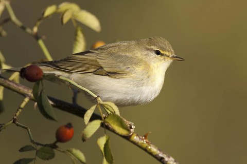 Common Chiffchaff (Phylloscopus collybita), Castile-La Mancha, Spain