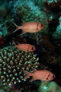 White-fringed soldierfish (Myripristis murdian)