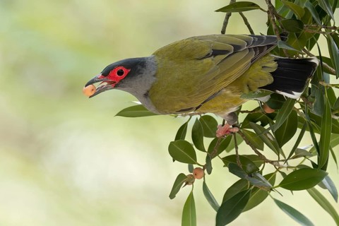 Australasian Figbird (Sphecotheres vieilloti) perched on a branch in eastern Australia