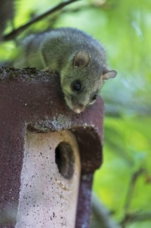 Dormouse (Glis glis), animals, mammals, dormice, nocturnal, rodents, sits on nesting box,