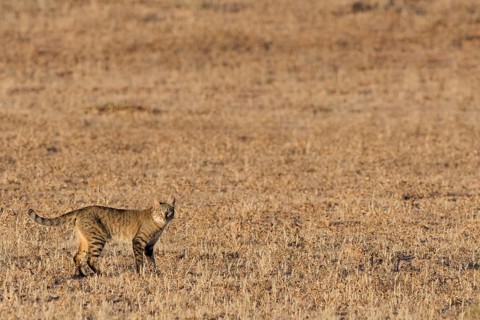 Southern African wildcat (Felis lybica cafra), adult, standing in the dry grass, looking at camera,