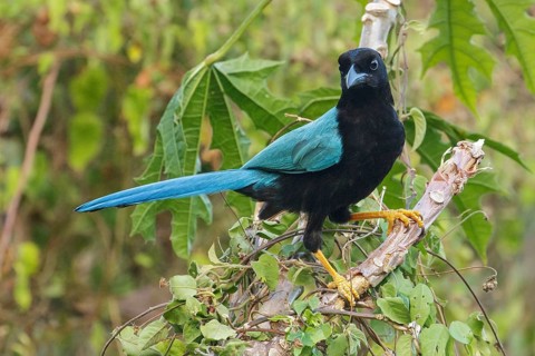 Yucatan Jay (Cyanocorax yucatanicus) perched on a brnach near Cancun on the Yucatan Peninsula of