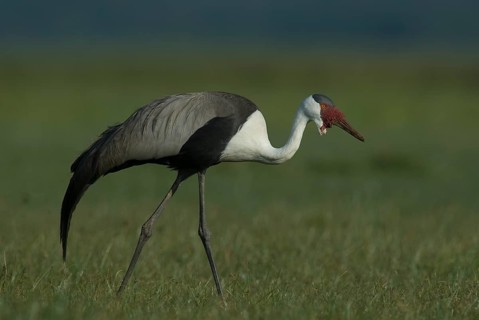 Wattled Crane (Grus carunculata), Lake Awasa, Ethiopia