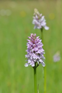 Moorland spotted orchid (Dactylorhiza maculata), on a rough pasture in a nature reserve,