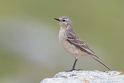 Water Pipit - Bergpieper - Anthus spinoletta ssp. blakistoni, Kazakhstan, adult