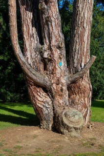 Trees in the garden of Buchlovice castle in south-east Moravia, Czech Republic