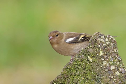 Chaffinch (Fringilla coelebs), adult male sitting on a stone in the garden, winter dress, wildlife,