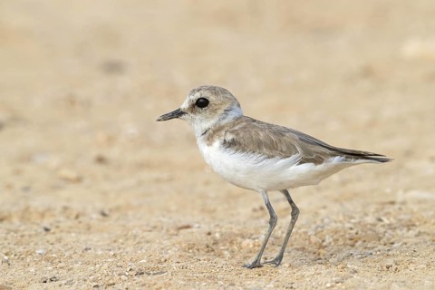 Animals, Birds, Little Ringed Plover, Mongolian Plover, (Charadrius mongolus), Khawr Rawri,
