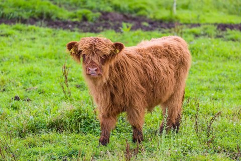 One Highland calf (Bos primigenius) taurus) stands on a pasture