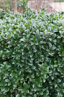 Holly (Ilex × meserveae 'Heckenstar'), Horticultural Centre Schleswig-Holstein, Germany