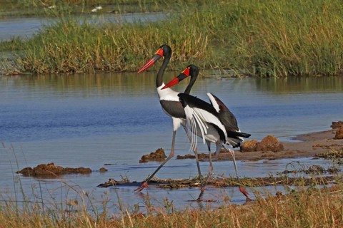 Saddle-billed Stork, Ephippiorhynchus senegalensis, Botswana, Chobe NP