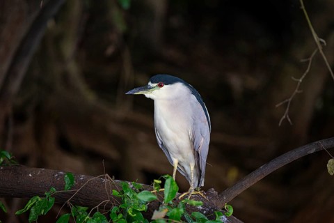 Black crowned night heron (Nycticorax nycticorax) Pantanal Brazil
