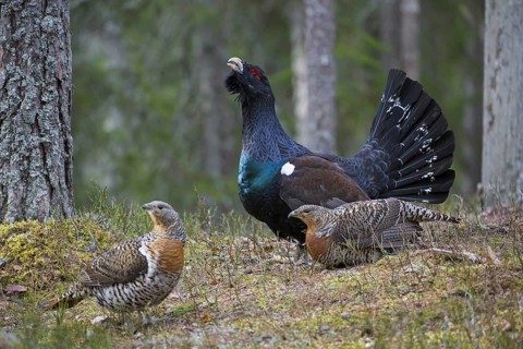 Western capercaillie (Tetrao urogallus) hens and cock displaying at lek in coniferous forest in