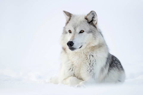 Timber Wolf (Canis lupus lycaon) adult lying in snow, Yellowstone National Park, Wyoming, USA
