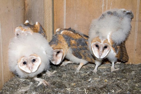 Barn Owl Tyto alba Edinburg, Texas, United States 26 March Immatures in deer blind nest. Tytonidae