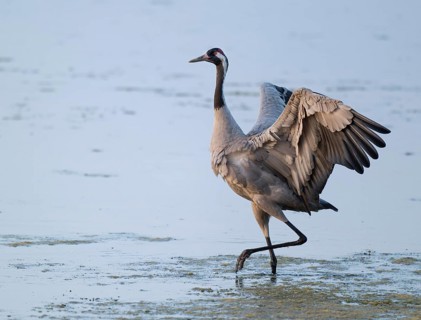 Crane (Grus grus) standing with open wings in the shallow water zone of a lake, Lower Saxony,