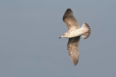 European Herring Gull (Larus argentatus) flying, Baltic Sea, Germany