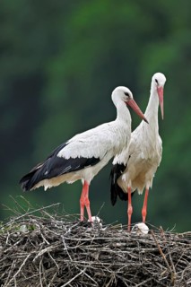 White storks (Ciconia ciconia), pair standing on eyrie, Canton Aargau, Switzerland