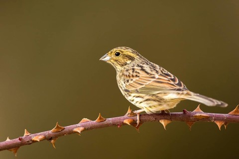Cirl Bunting (Emberiza cirlus) female perched on a thorny branch, Aragon, Spain