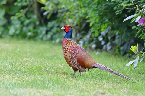 Pheasant, hunting pheasant (Phasianus colchicus), adult male bird on the lawn in a garden,