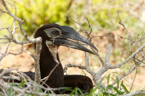 Southern Ground Hornbill (Bucorvus leadbeateri) chick, Kruger National Park, South Africa