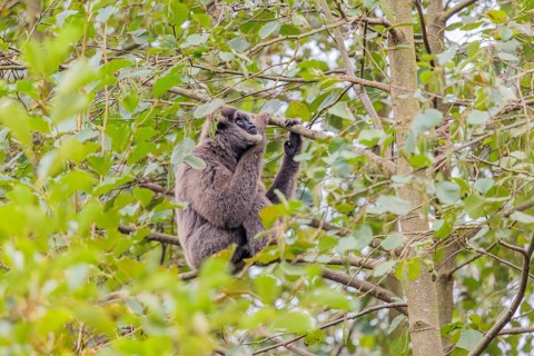 A silvery gibbon (Hylobates moloch) sits in a tree looking into the camera. Java, Indonesia