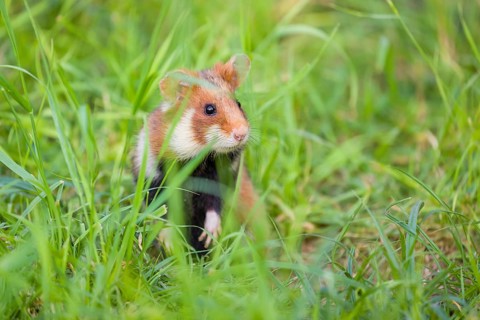A European hamster (Cricetus cricetus), Eurasian hamster, black-bellied hamster or common hamster,