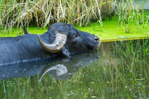 Water buffalo (Bubalus bubalis) in a little lake taking a bath, Bavaria, Germany