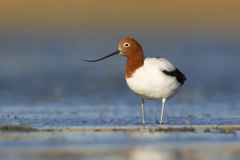 Red-necked Avocet (Recurvirostra novaehollandiae), Victoria, Australia