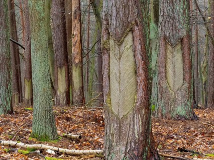 Live resin on a pine trunk, Müritz National Park, Mecklenburg-Western Pomerania, Germany
