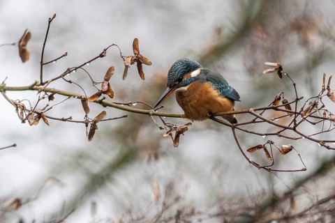 Common kingfisher (Alcedo atthis), Emsland, Lower Saxony, Germany