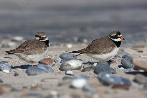 Common Ringed Plover (Charadrius hiaticula) female, Schleswig-Holstein, Germany
