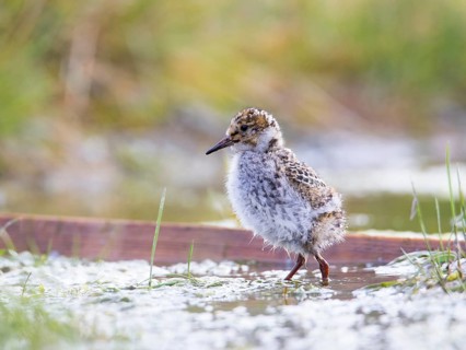 Purple Sandpiper (Calidris maritima) chick, Spitsbergen, Norway