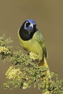 Green Jay (Cyanocorax luxuosus), Texas, USA