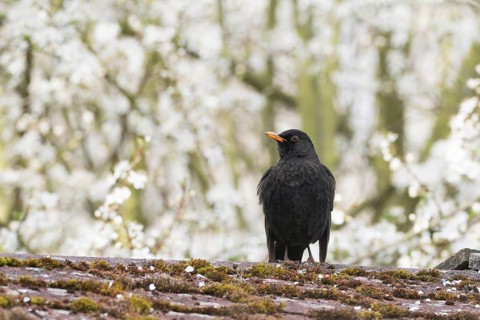 A blackbird (Turdus merula), male, sitting on a mossy roof with flowering trees in the background,