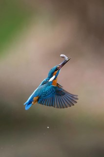 Kingfisher (Alcedo attis), adult male, in flight returning to its perch on a branch with a caught