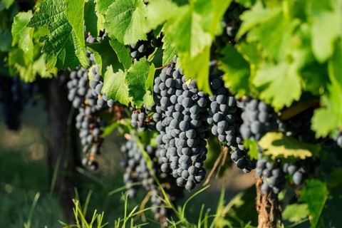 Vine (Vitis vinifera), ripe blue grapes with foliage against the light, vineyard, Luján de Cuyo,