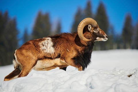 European mouflon (Ovis aries musimon) ram on a snowy meadow in the mountains in tirol, Kitzbühel,
