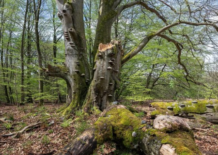 Old copper beech (Fagus sylvatica) with tinder fungus (Fomes fomentarius), triple beech, one trunk