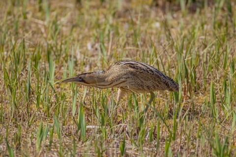 Great or Eurasian bittern (Botaurus stellaris) adult heron bird in a reedbed in spring, RSPB