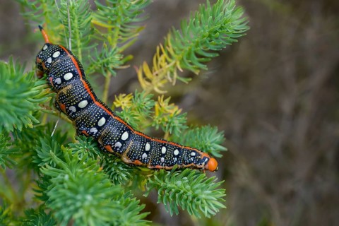 Hyles euphorbiae, milkweed swarmer, butterfly, inchworm, insects, moths, moths, moths, caterpillar,