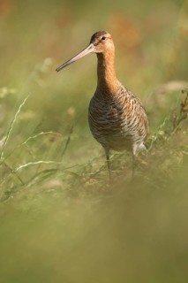 Black-tailed Godwit (Limosa limosa) male, Texel, Netherlands