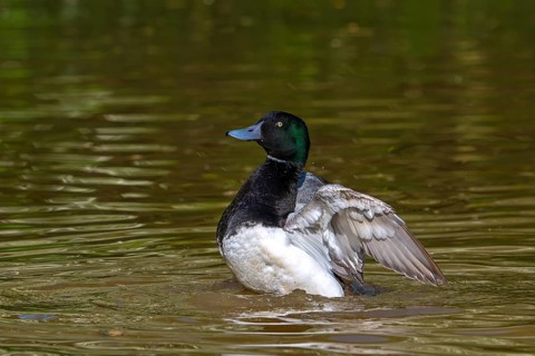 Greater scaup (Aythya marila, Anas marila) male, drake in breeding plumage flapping wings in lake