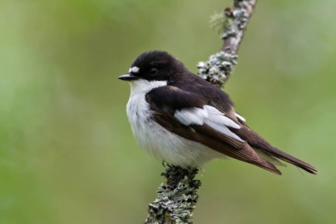 European Pied Flycatcher (Ficedula hypoleuca) male, Oulu, Finland